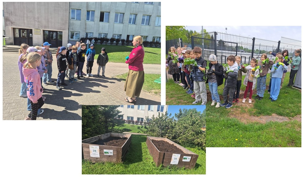 Skolēni stāda dobi